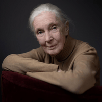 Jane Goodall dead: Trailblazing naturalist studied chimpanzees.