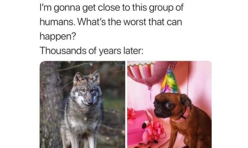 Meme joking about how domestication changed animals compared to their wild instincts.