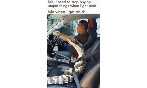 man driving his car with a little crocodile brought as a pet.