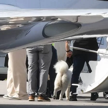 A fluffy white Samoyed dog and Travis Kelce descending the steps of a private plane after landing at the airport.