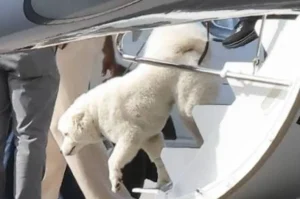 Taylor Swift and Travis Kelce’s Dog Sparks Buzz