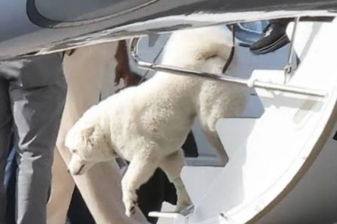 Taylor Swift and Travis Kelce’s Dog Sparks Buzz